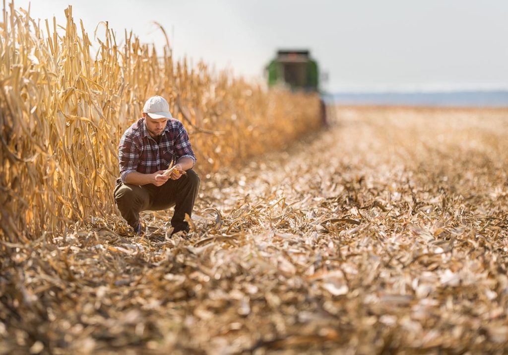 field of corn, man sitting on haunches examining the corn, half the photo has been combined already. It is harvest time, combine in background